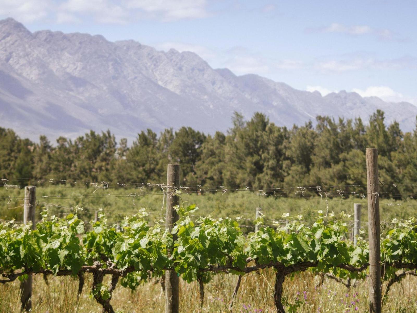 Duikersdrift Winelands Country Escape Hotell Tulbagh Eksteriør bilde